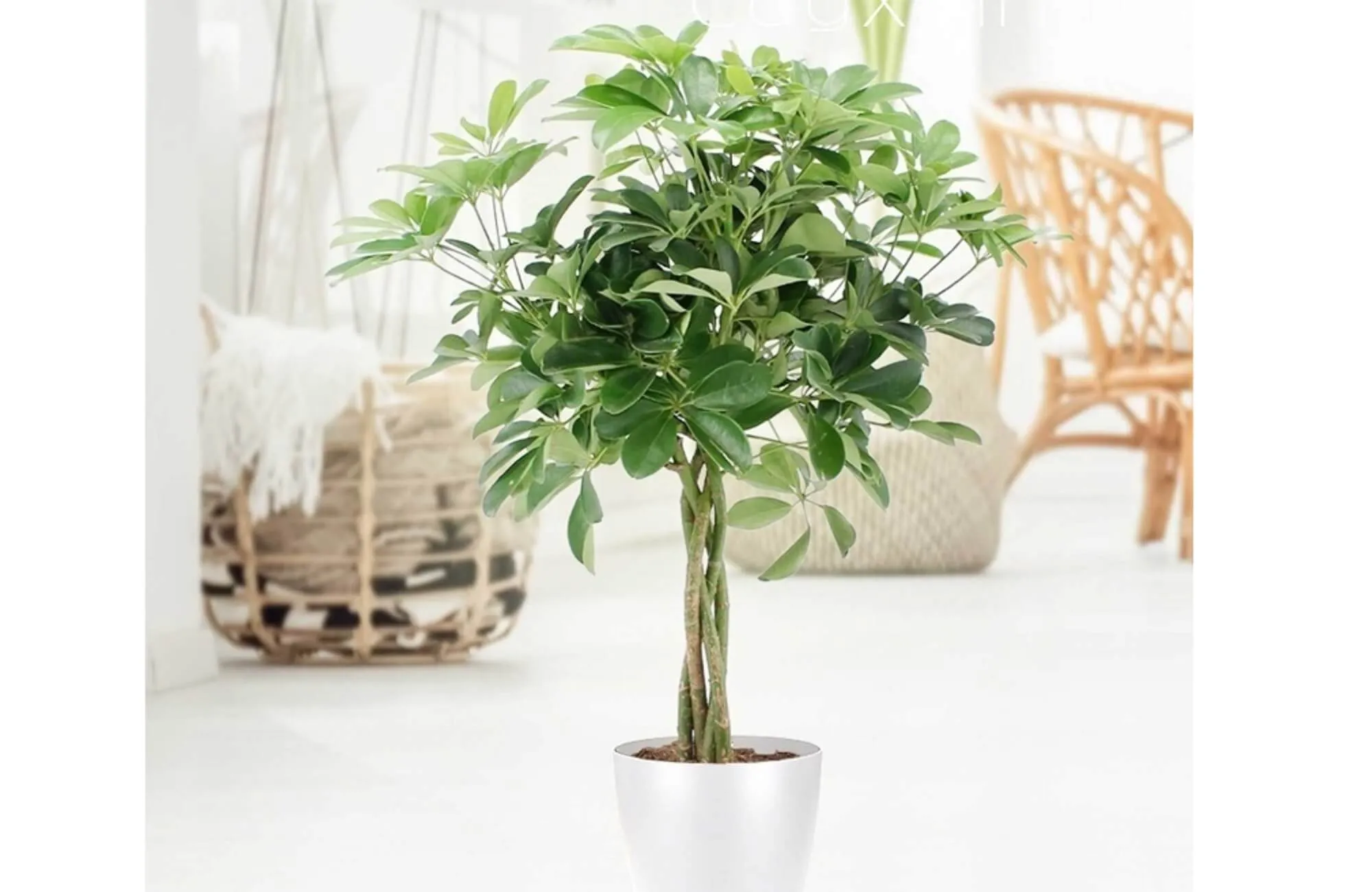 Cây Ngũ Gia Bì hợp mệnh Hỏa