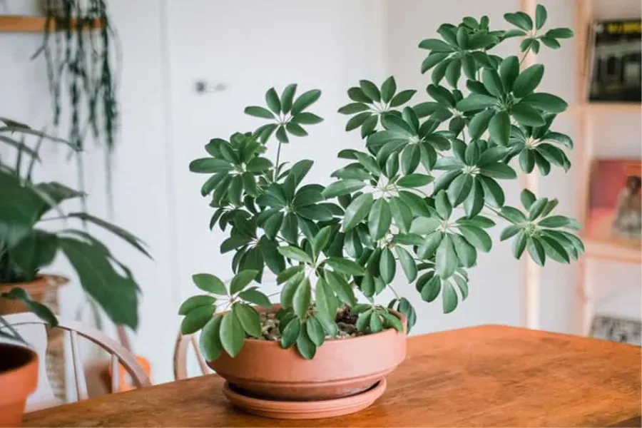 Cây ngũ gia bì PITO