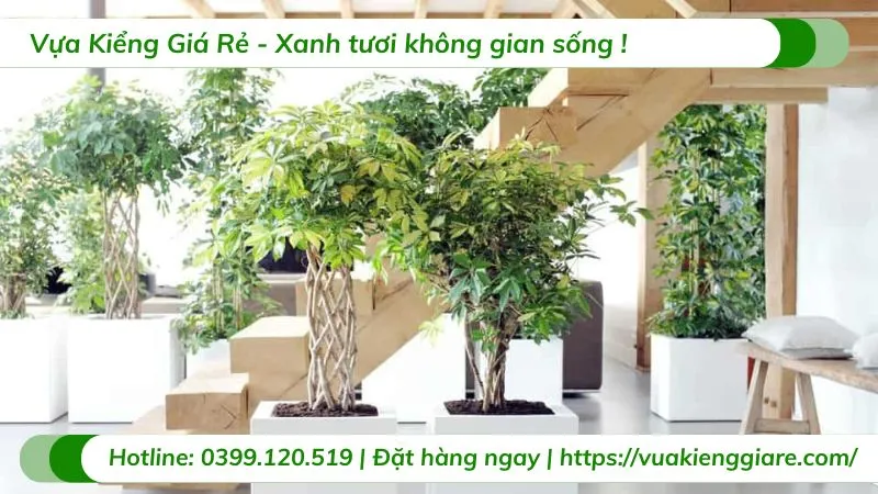 Cây ngũ gia bì trồng chậu trong nhà