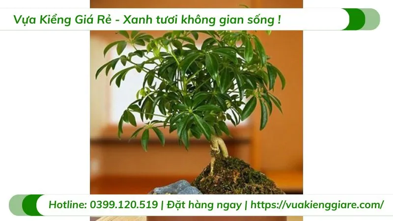 Cây ngũ gia bì trồng chậu trong nhà