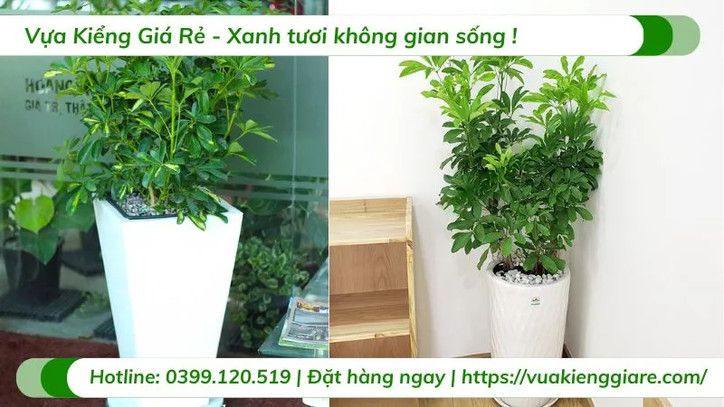 Cây ngũ gia bì trồng chậu trong nhà