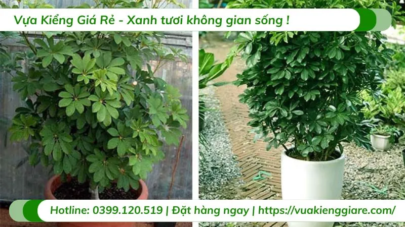 Cây ngũ gia bì trồng chậu trong nhà