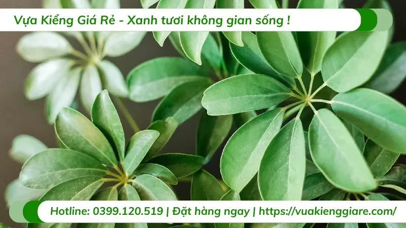 Cây ngũ gia bì trồng chậu trong nhà