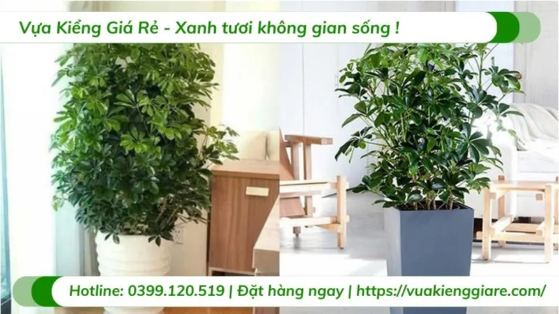 Cây ngũ gia bì trồng chậu trong nhà