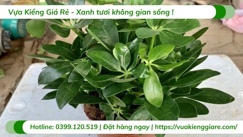 Cây ngũ gia bì trồng chậu trong nhà