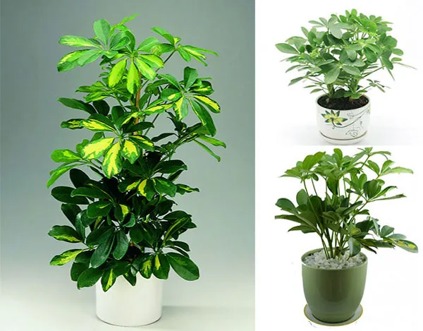 Cây ngũ gia bì xua muỗi và khử mùi