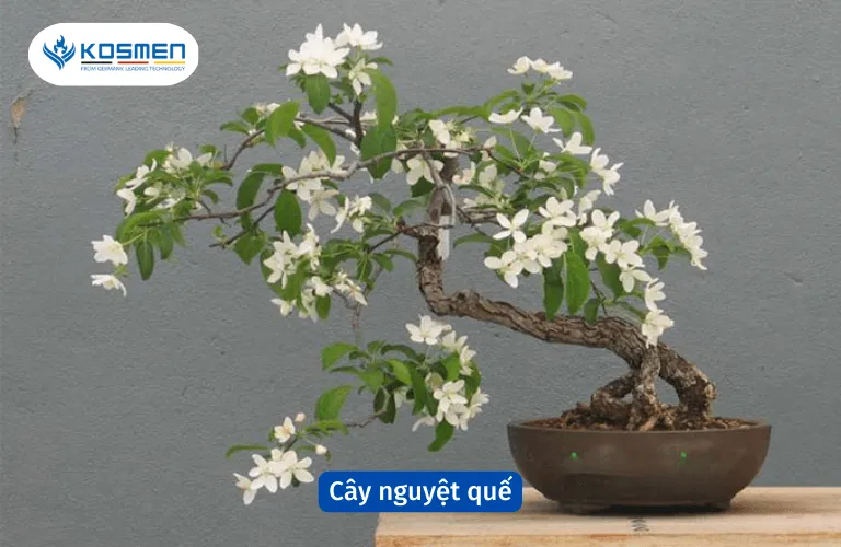 Cây nguyệt quế hút ẩm và khử mùi trong nhà