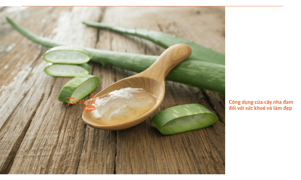 cay-nha-dam