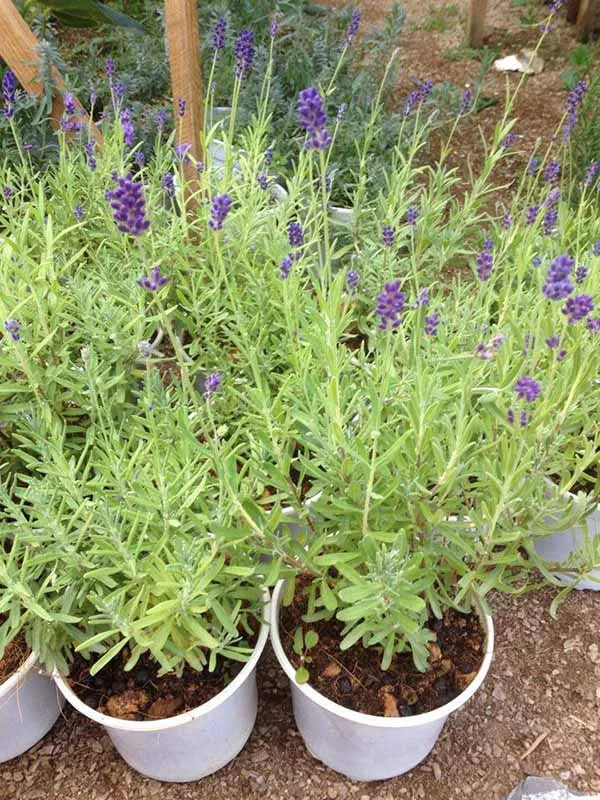 Cây oải hương trong chậu