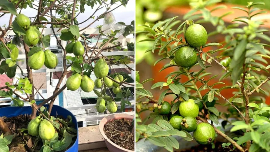 Cây ổi bonsai trước nhà với trái sum suê