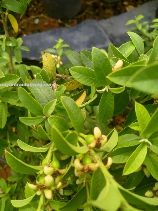 Sự phát triển của cây ổi trong môi trường tối ưu