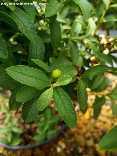 Cây ổi mẫu tại cửa hàng