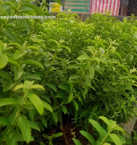 Quả ổi sẻ khi chín