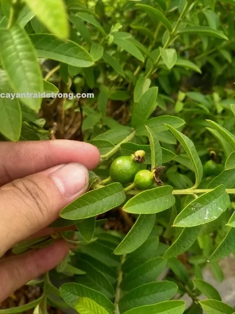 Ổi sẻ bonsai trong chậu sứ