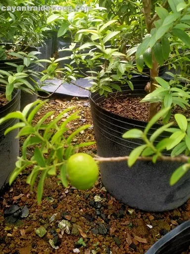 Cây ổi được chăm sóc tại vườn ươm chuyên nghiệp