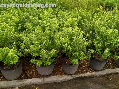 Thưởng thức quả ổi sẻ ngay tại cây