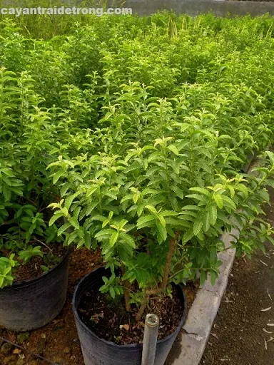 Cây ổi sẻ lá nhỏ đang được chăm sóc tại vườn