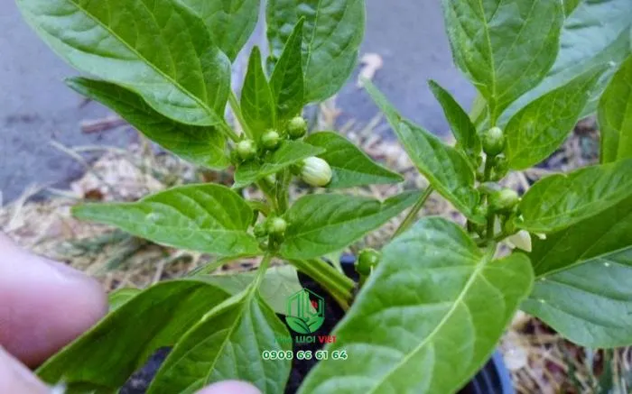 Cây ớt bắt đầu hình thành nụ hoa, cần bổ sung NPK có hàm lượng kali cao