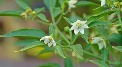 Cây ớt thiếu thụ phấn