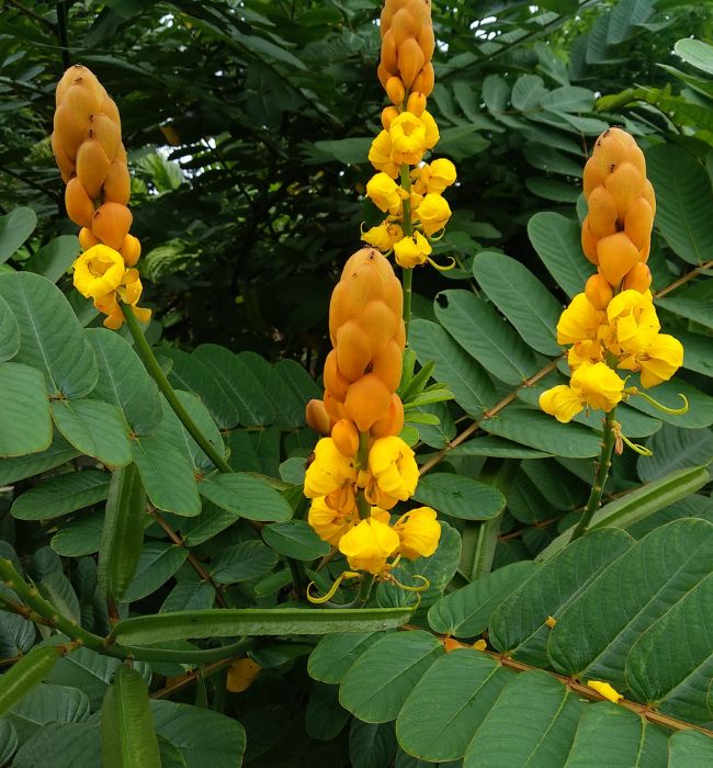 Cây Phan Tả Diệp Là Cây Gì? Giải Mã Công Dụng và Lưu Ý Quan Trọng