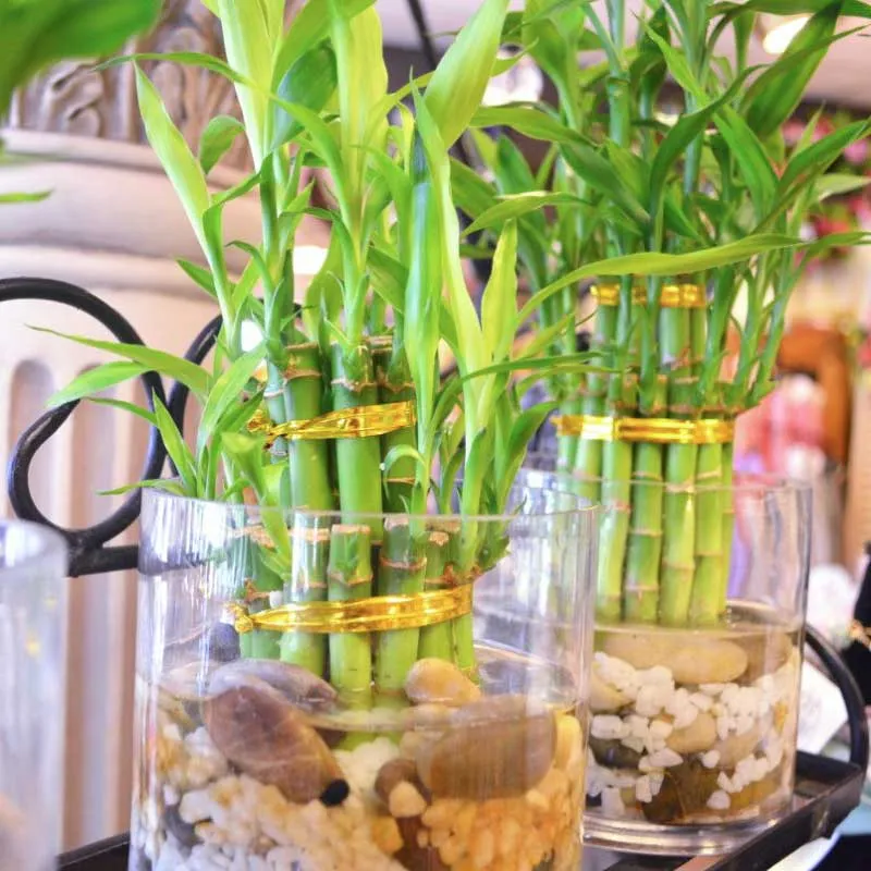 Cây Phát Lộc thích hợp trồng thủy canh, biểu hiện của sự trôi chảy