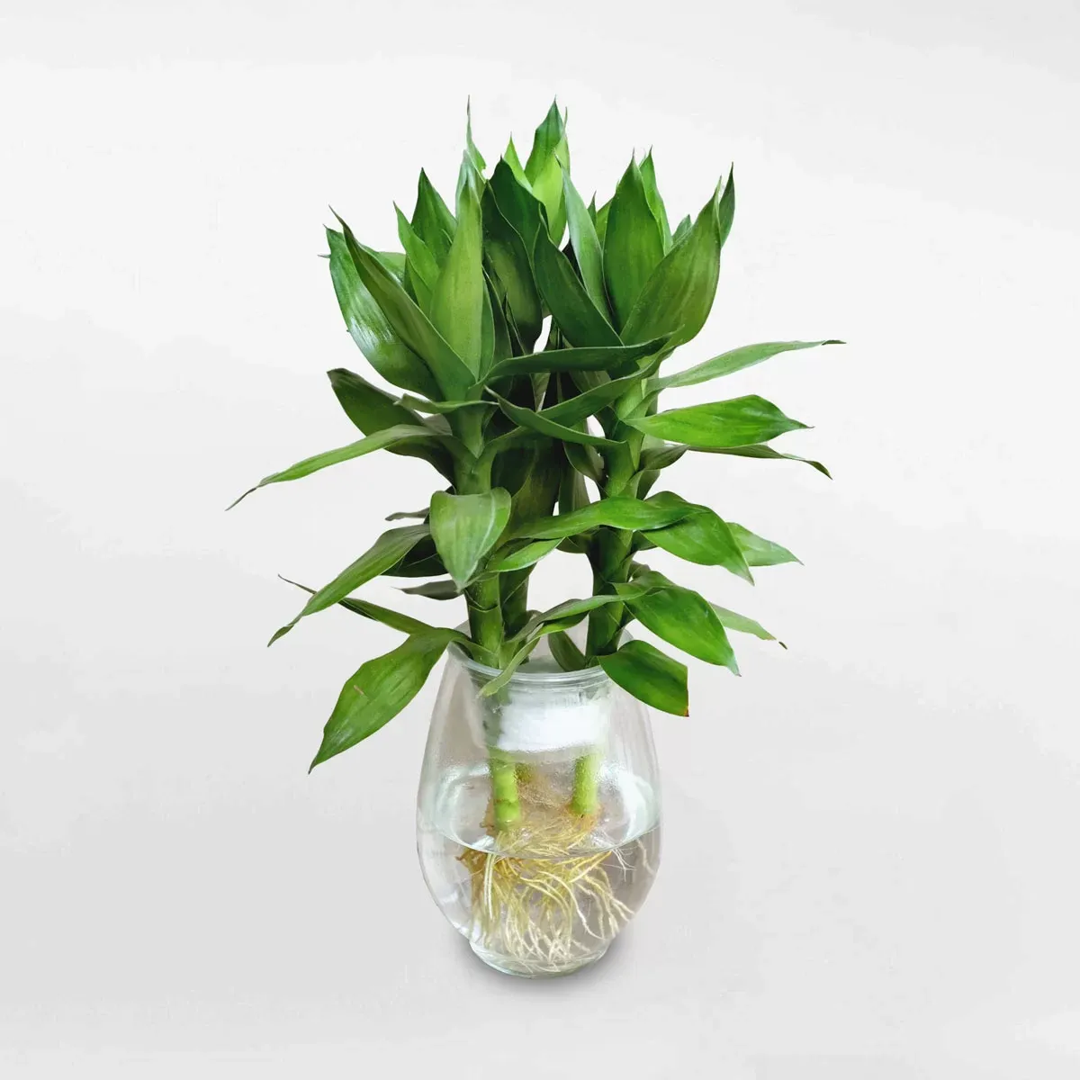 Cây Phát Lộc được uốn dáng nghệ thuật đặt trên bàn làm việc thu hút vận may