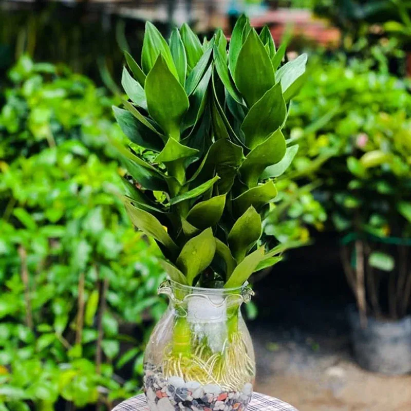 Các loại cây trồng thủy sinh dễ trồng - Cây phát lộc