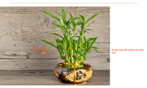 Cây phát lộc - Vượng khí đón đầu may mắn không phải ai cũng biết