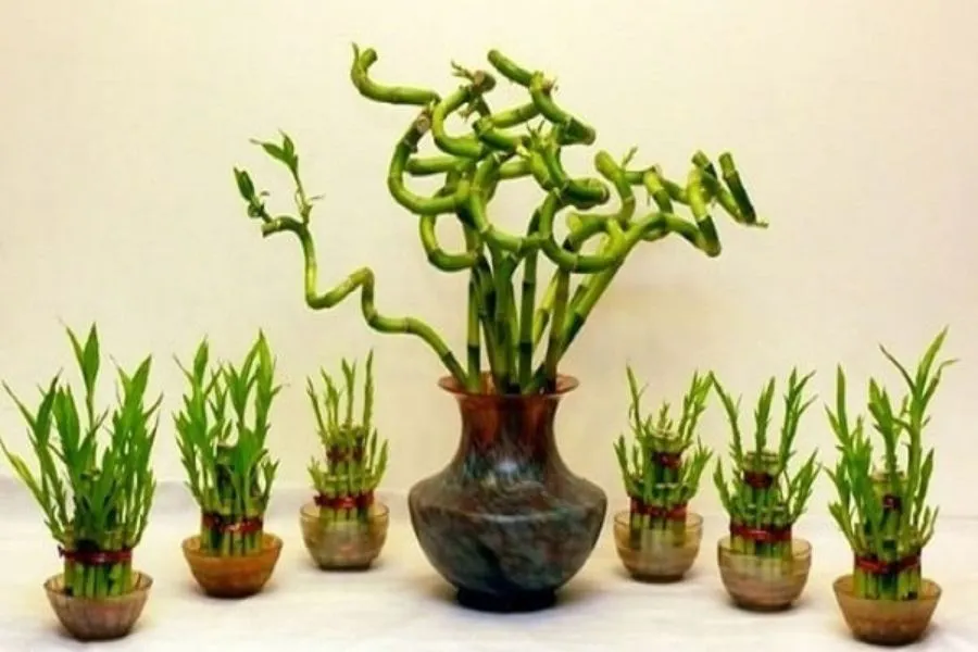 Cây trồng trong nước - Cây phát lộc