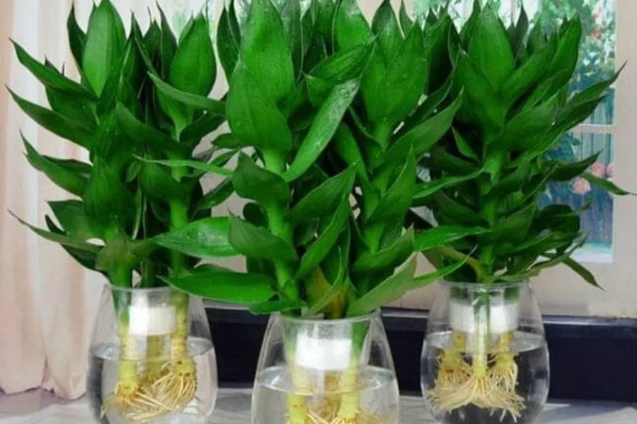 Cây trồng trong nước - Phát tài búp sen là một loài cây mang lại tài lộc, phú quý.