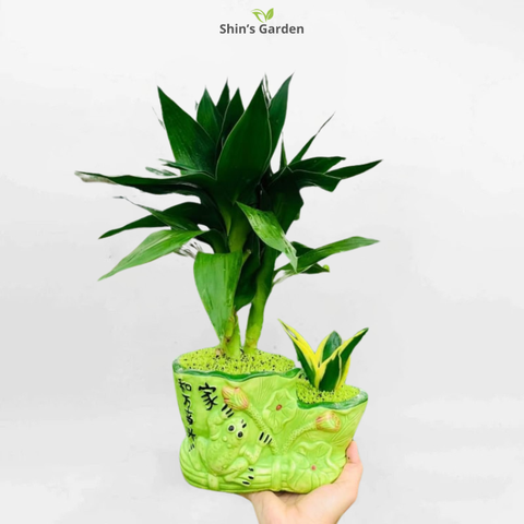 Cách Chăm Sóc Cây Phát Tài Trong Nhà Đúng Chuẩn Để Cây Luôn Xanh Tốt