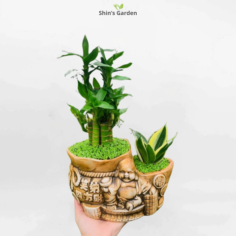 Cây Vạn Lộc Ra Hoa Có Ý Nghĩa Gì? Khám Phá Sâu Sắc Ý Nghĩa Phong Thủy Và Cách Chăm Sóc Đơn Giản