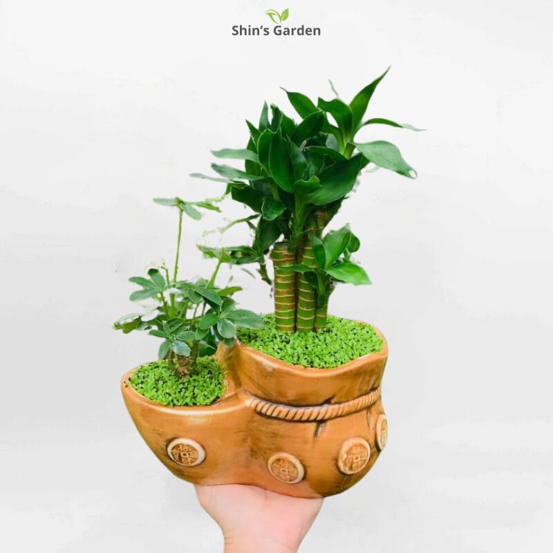 Cây Phát Tài Hoa Đỏ: Hướng Dẫn Trồng Và Chăm Sóc Toàn Diện Cho Góc Xanh May Mắn