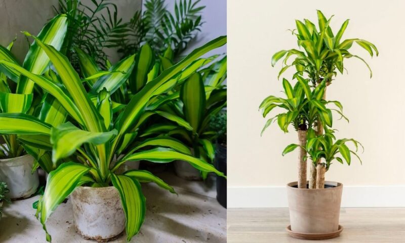 Top 7 Loại Cây Hút Tài Lộc Vào Nhà Giúp Gia Chủ Thịnh Vượng