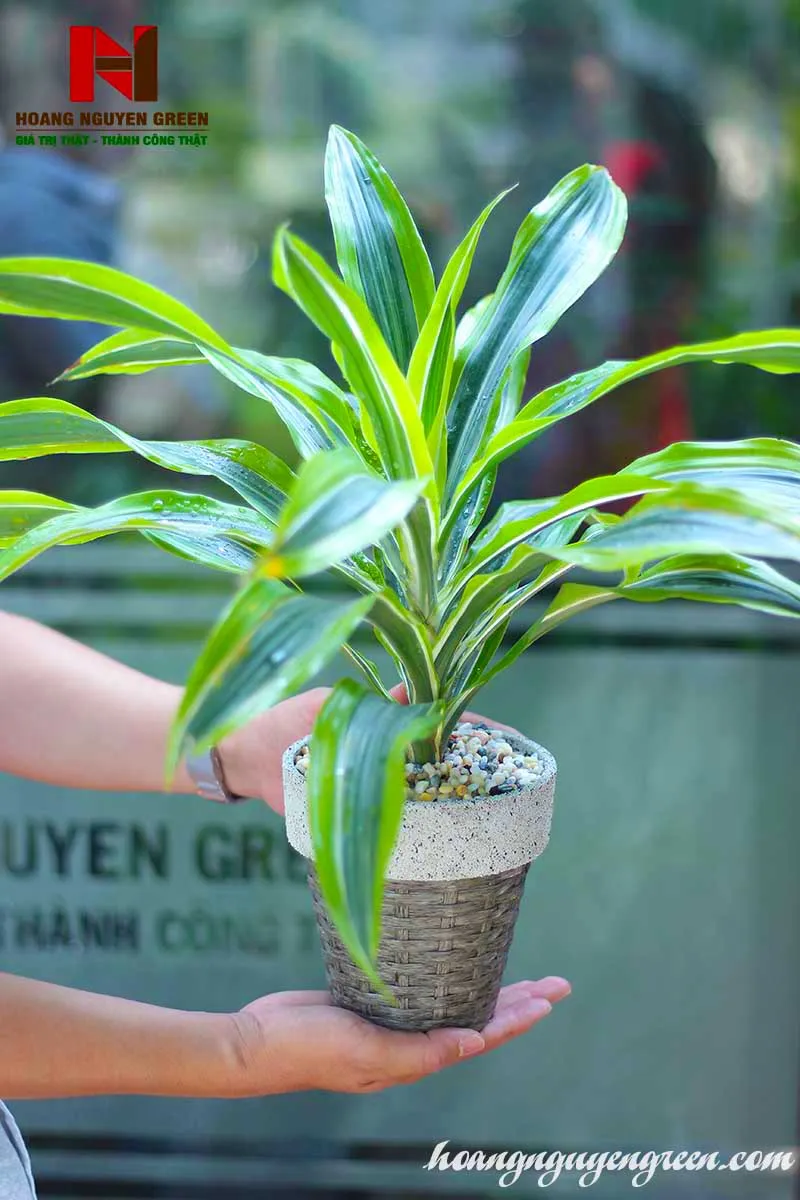 Cây phát tài có mấy loại