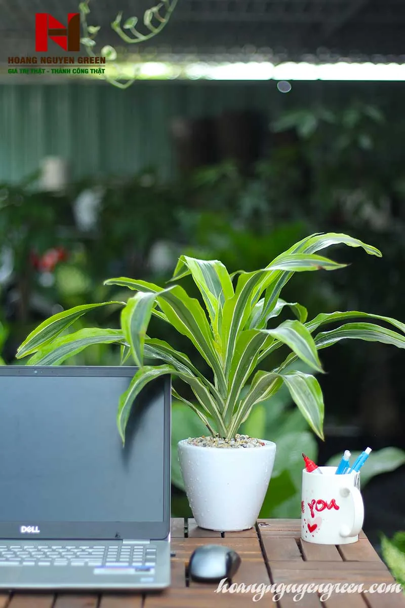 cây phát tài phong thủy