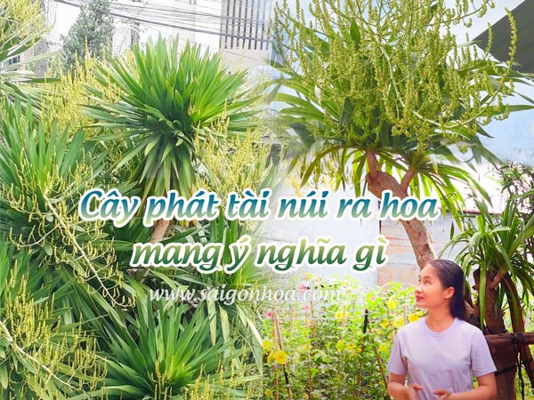Ý Nghĩa Cây Phát Tài Núi Ra Hoa: Điềm Báo May Mắn Cho Gia Chủ