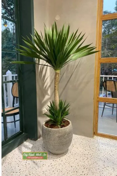 Cây phát tài núi với tán lá xanh tươi