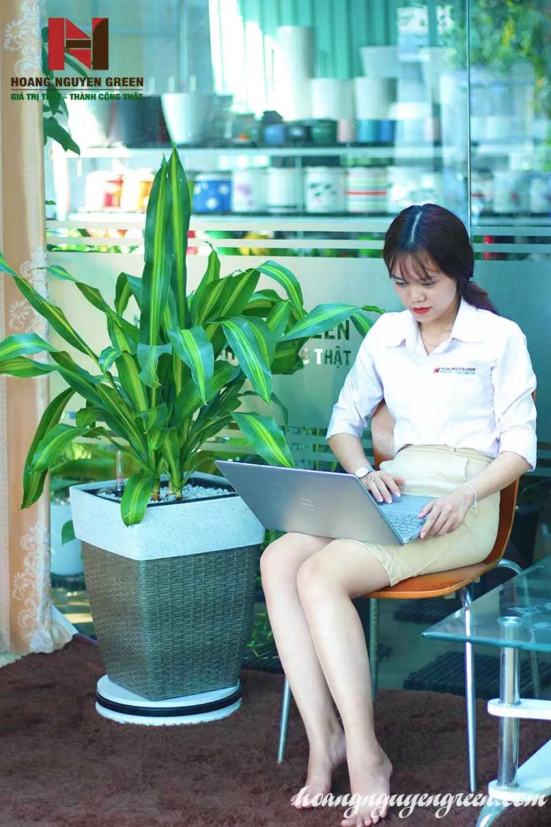 Cây Phát Tài sọc vàng đẹp mắt