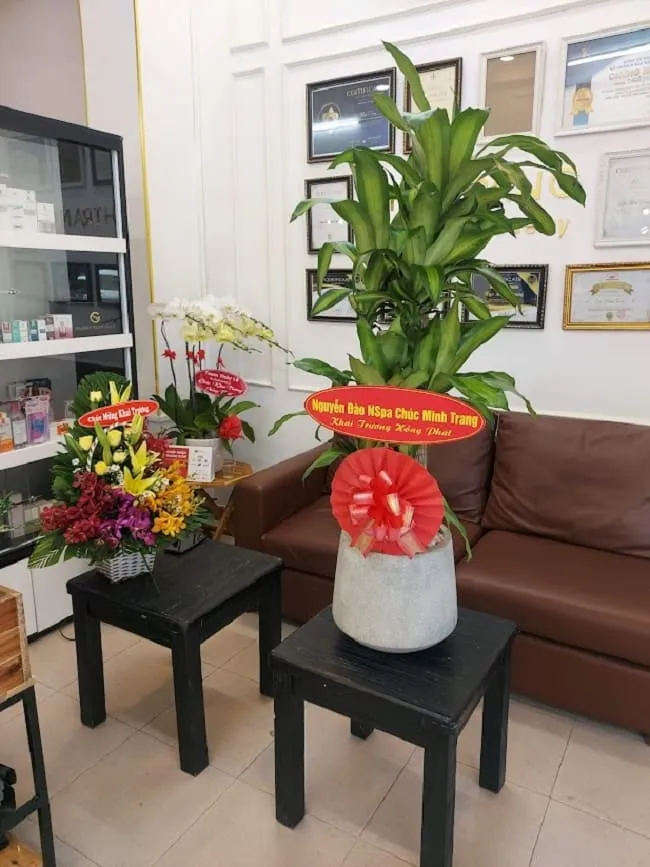 Cây Phát Tài với lá xanh dài, mọc thành bụi