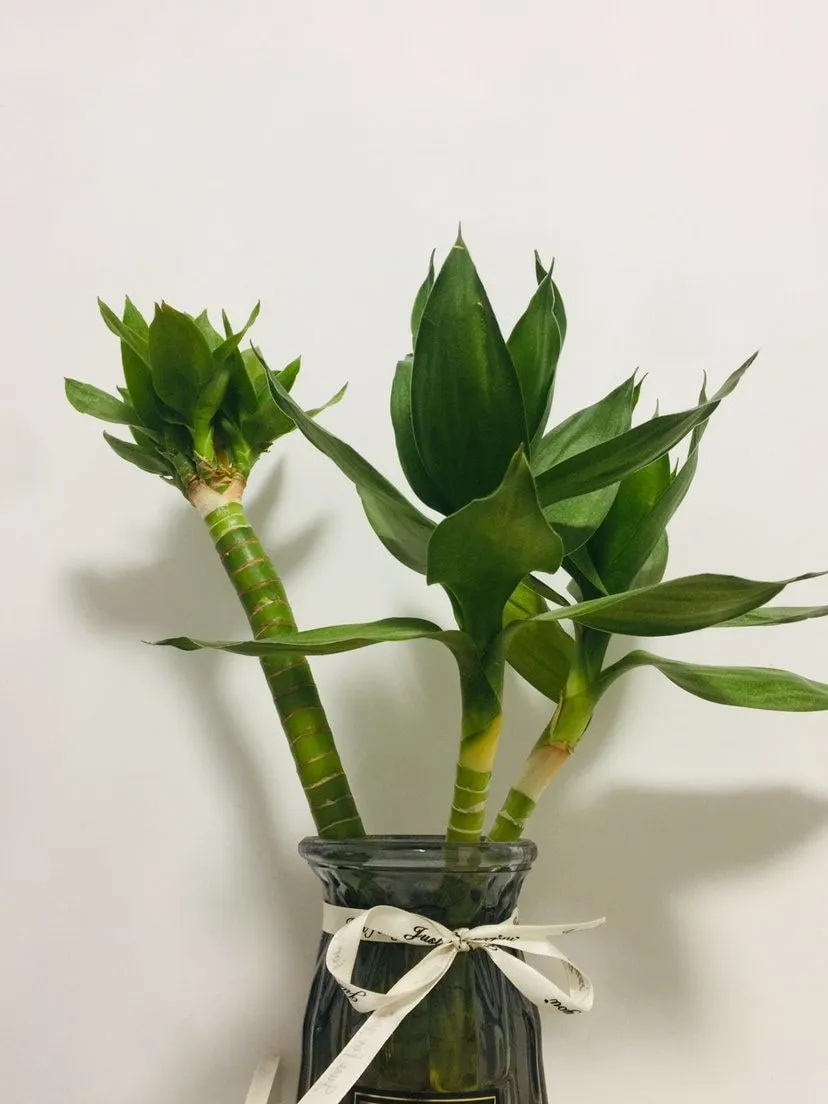 Cây Phát Tài Búp Sen với lá xanh bóng mọc thành chùm
