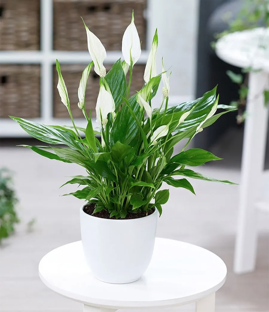 Hoa Lan Ý trắng tinh khiết trong chậu