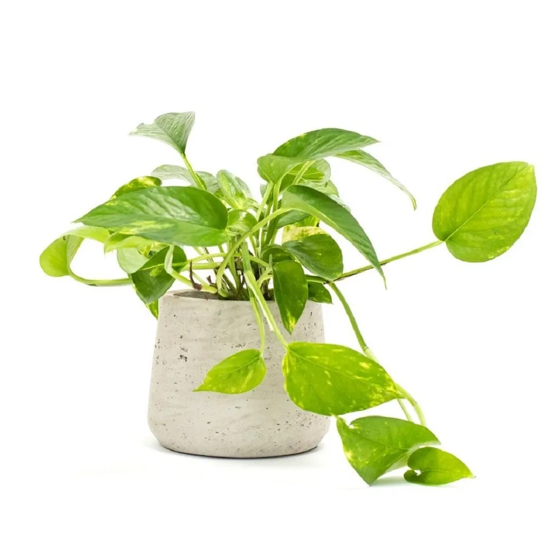 Cây Trầu Bà với lá xanh mướt leo giàn