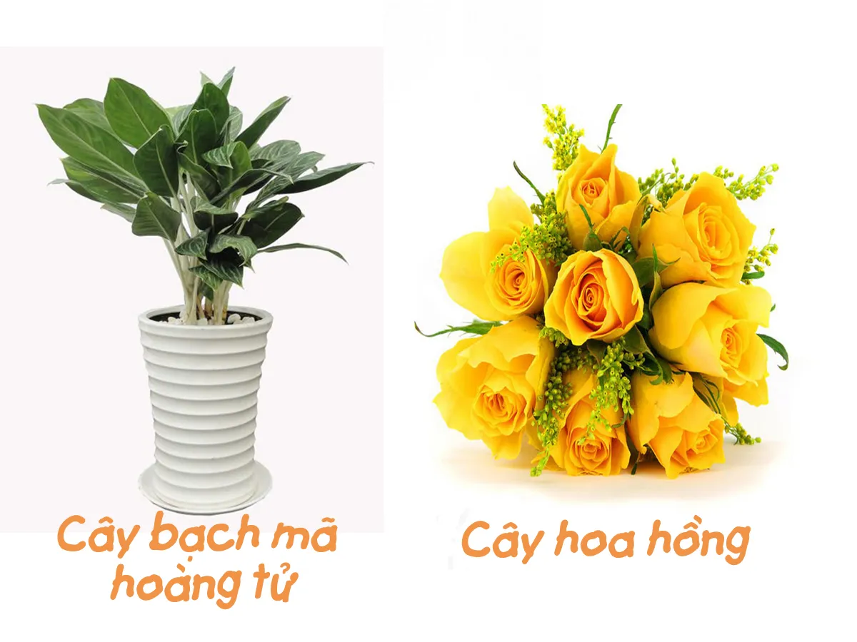 Cây hợp mệnh Kim