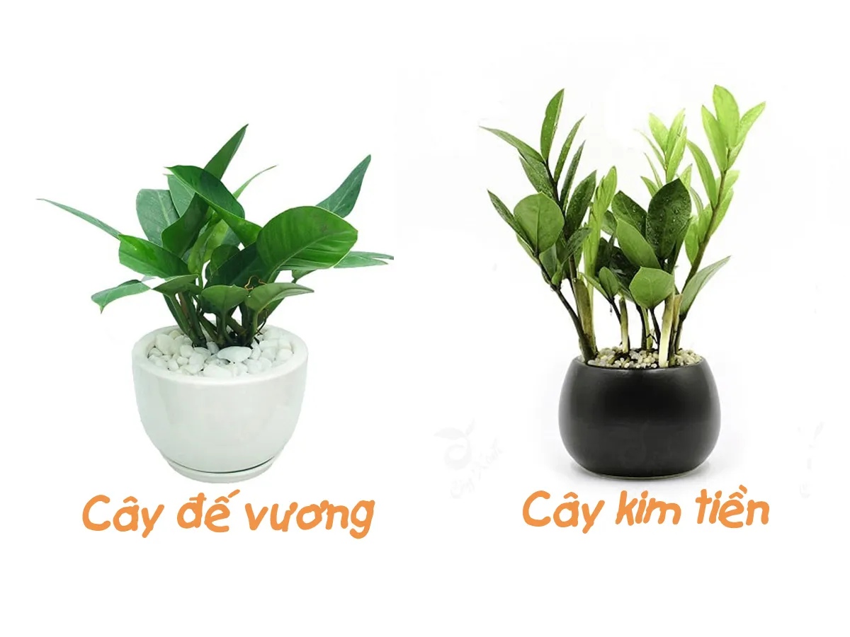 Cây hợp mệnh Kim