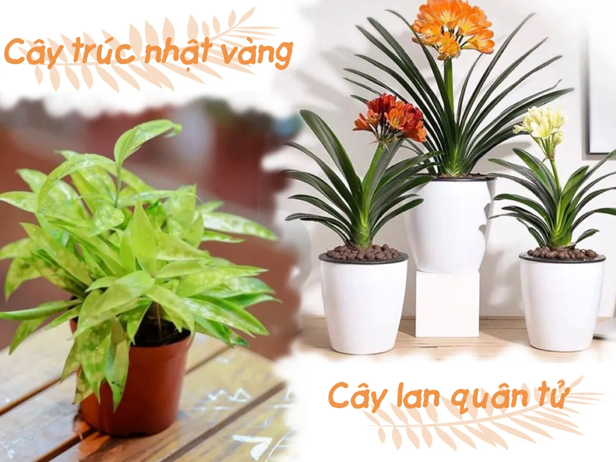 Cây hợp mệnh Thổ