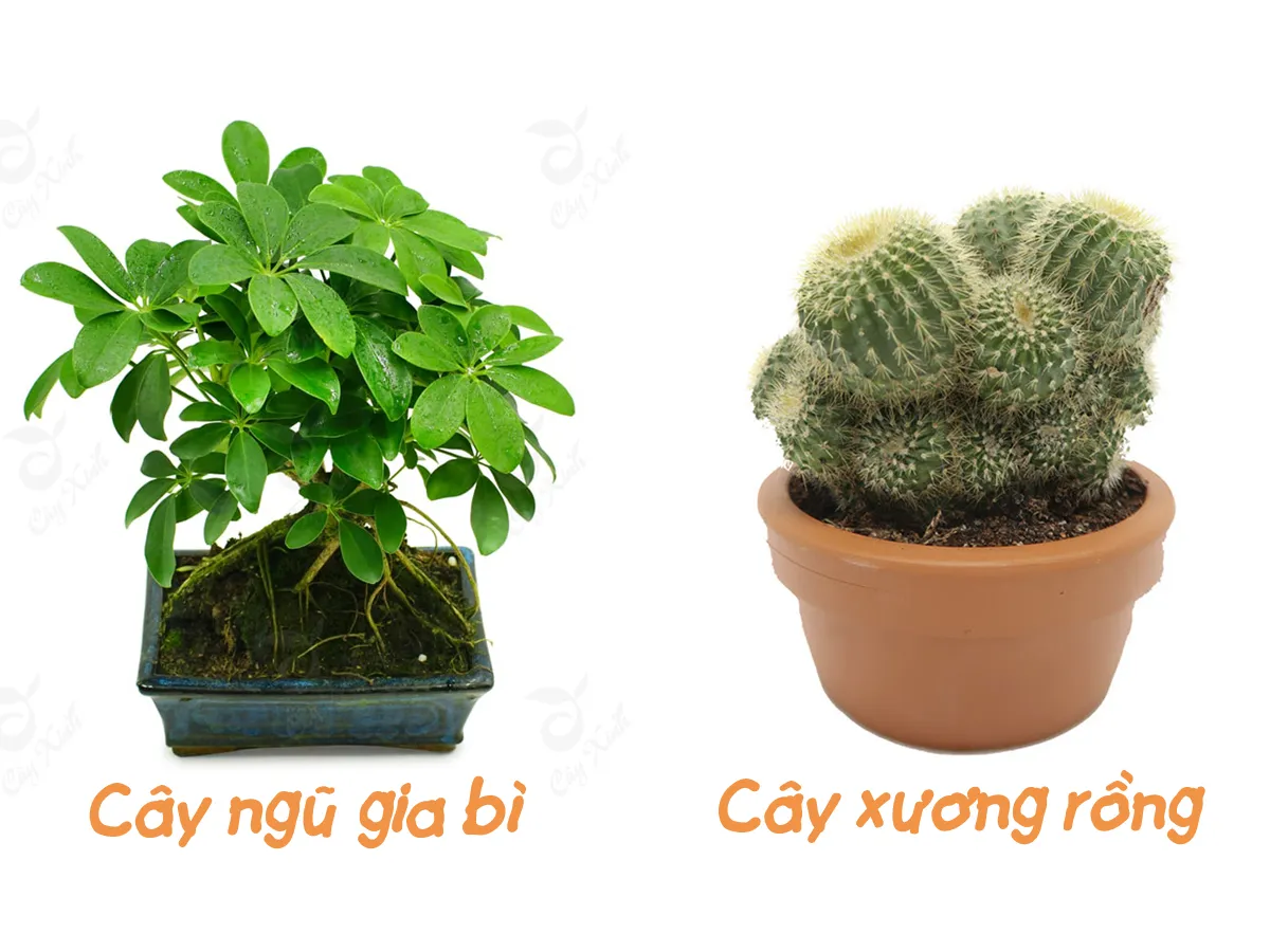 Cây hợp mệnh Thổ