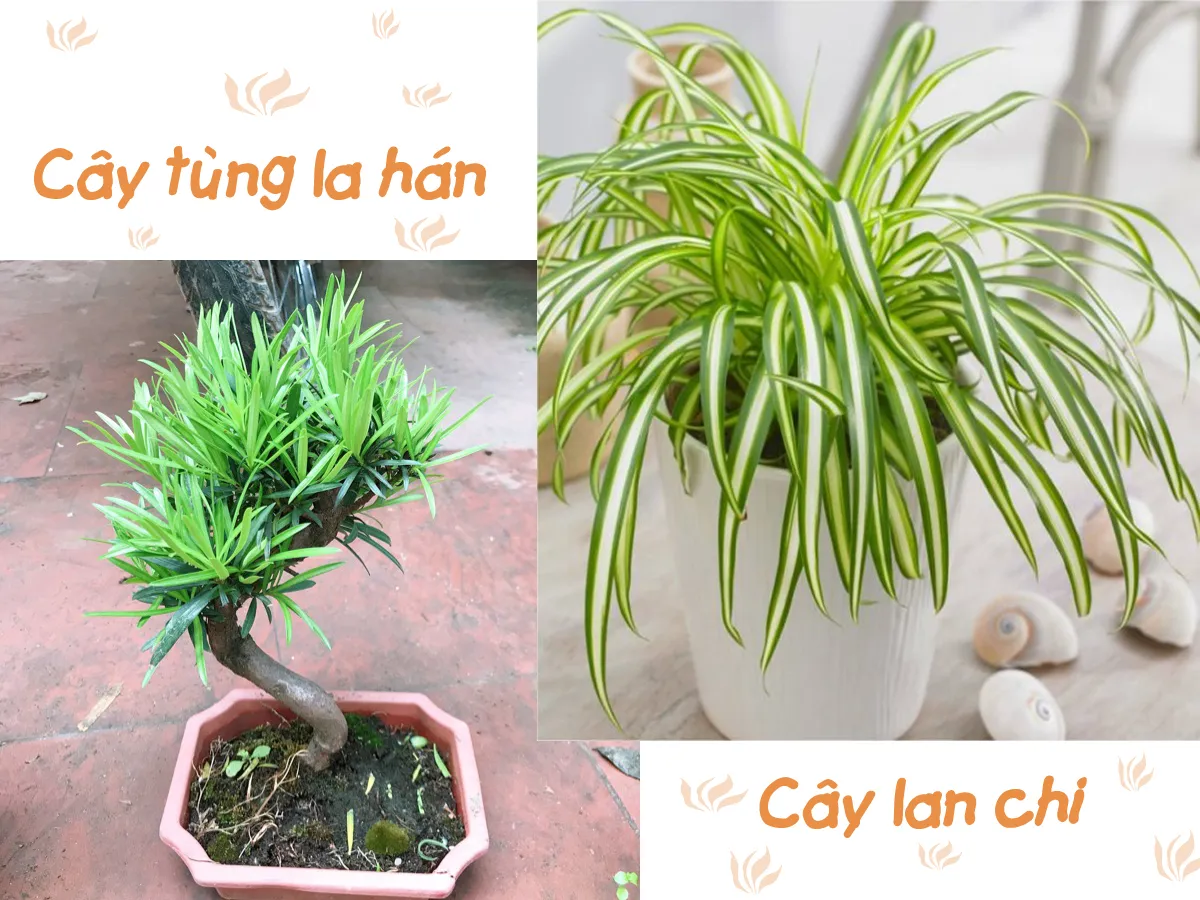 Cây hợp mệnh Thủy