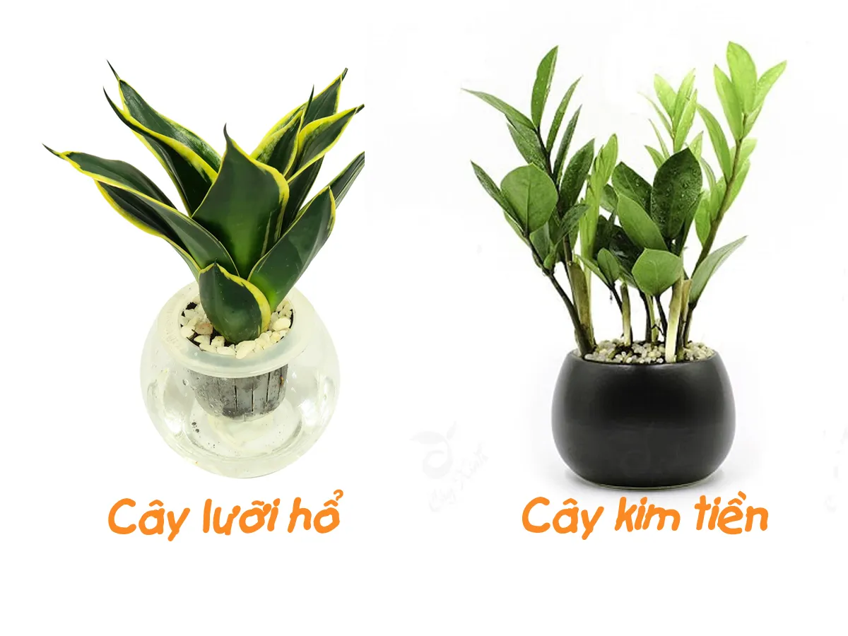 Cây hợp mệnh Thủy