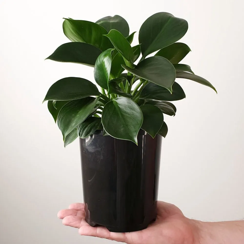 Cây Đế Vương Xanh củng cố vị thế và quyền lực cho người mệnh Mộc